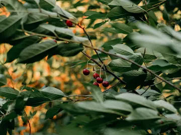 Cerezas en árbol Cerezas en árbol