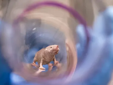 Hembra de ratopín rasurado Hembra de ratopín rasurado
