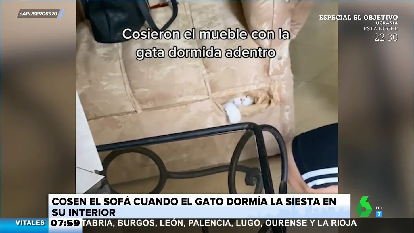 Cosen el sofá roto sin saber que su gato estaba dormido dentro del hueco Cosen el sofá roto sin saber que su gato estaba dormido dentro del hueco