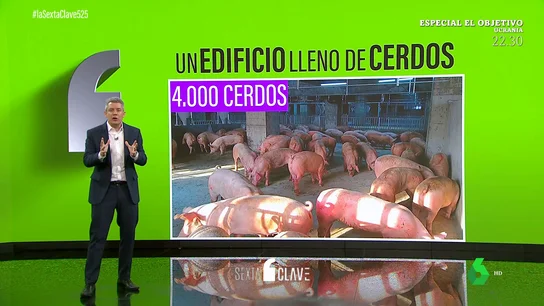 El nuevo modelo de macrogranjas en China: un edificio para criar hasta 650.000 cerdos El nuevo modelo de macrogranjas en China: un edificio para criar hasta 650.000 cerdos