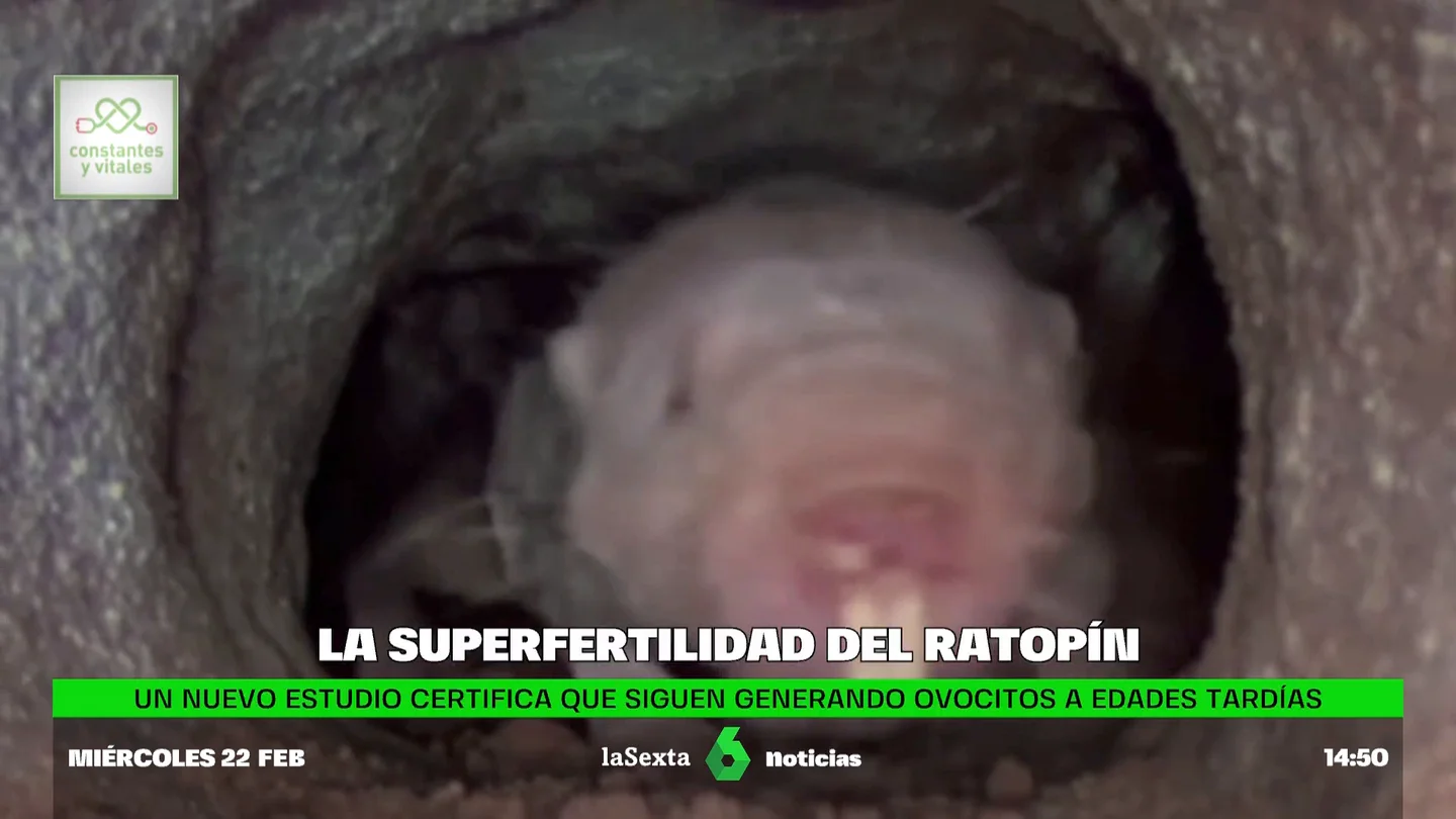 superfertilidad ratopin superfertilidad ratopin