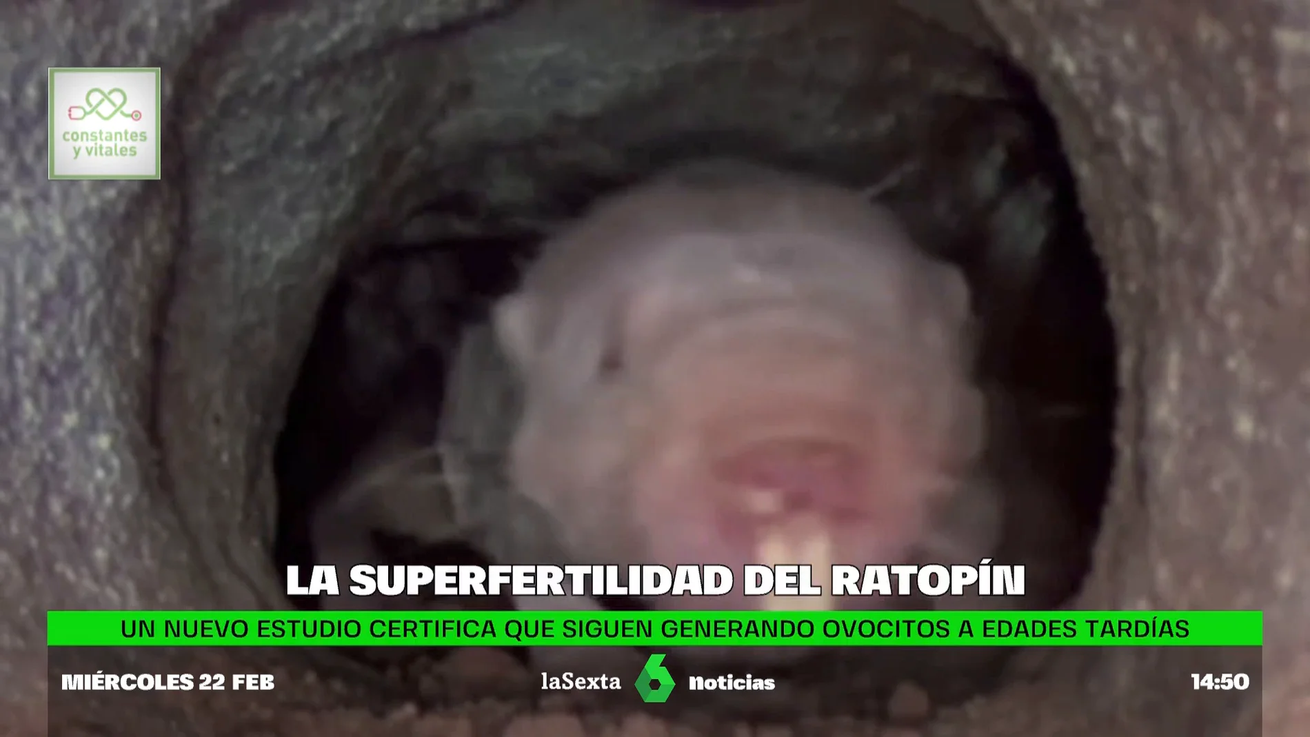superfertilidad ratopin