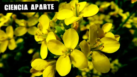 Los últimos grelos Los últimos grelos