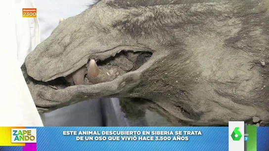 Encuentran un oso con 3.500 años en Siberia perfectamente conservado Encuentran un oso con 3.500 años en Siberia perfectamente conservado
