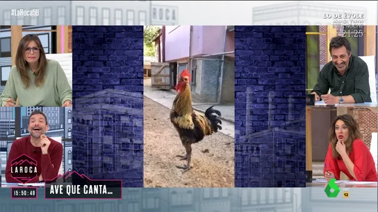 gallo se desmaya gallo se desmaya