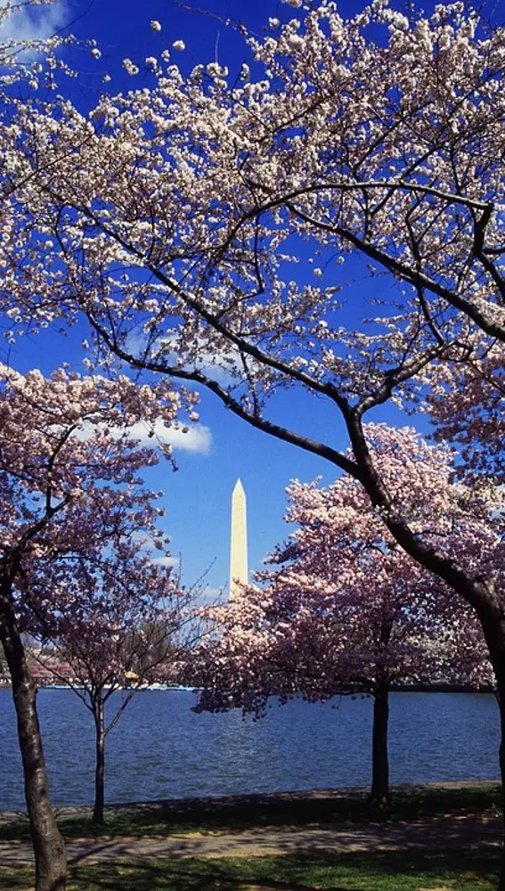 Cerezos en flor en Washington