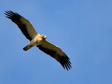 Águila calzada Águila calzada