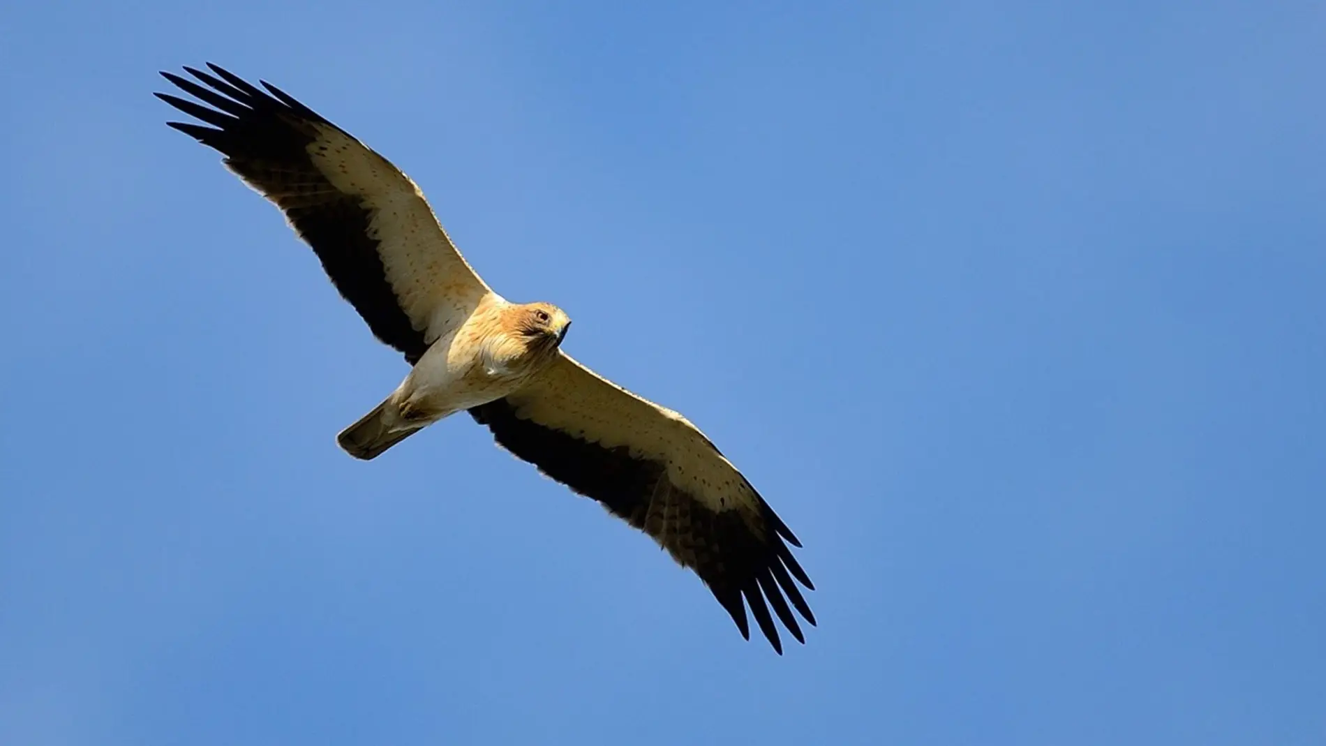 Águila calzada Águila calzada