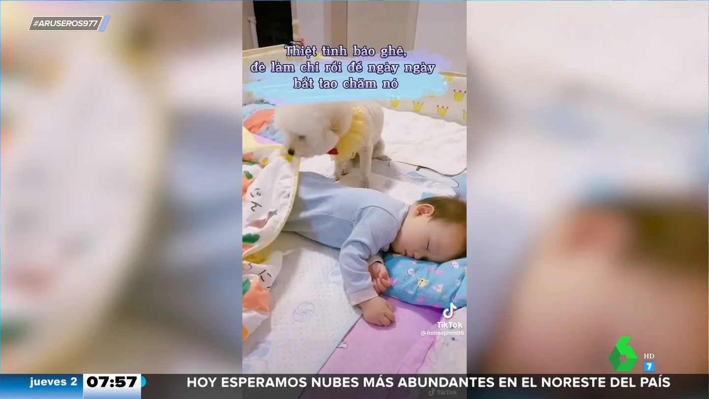 El adorable perro que acuna, arropa, cierra la puerta y apaga la luz para que el bebé duerma plácidamente El adorable perro que acuna, arropa, cierra la puerta y apaga la luz para que el bebé duerma plácidamente