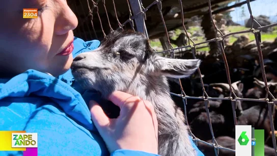Jiaping cabrero Zapeando Jiaping cabrero Zapeando