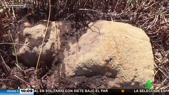 Encuentran una nueva y misteriosa estatua moái en la Isla de Pascua Encuentran una nueva y misteriosa estatua moái en la Isla de Pascua