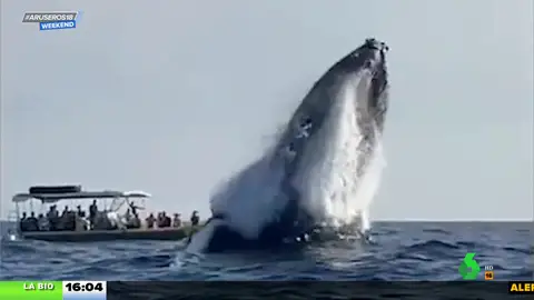 ballenas jorobadas