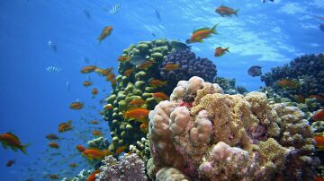 Los Estados miembros de la ONU alcanzan un acuerdo para la conservación de los océanos tras 15 años de discusiones