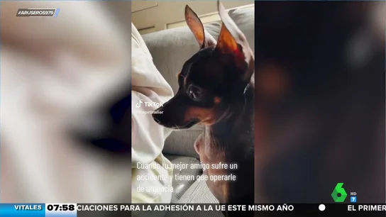 El sufrimiento de este perro cuando ve que están cosiendo a su peluche favorito para arreglarlo El sufrimiento de este perro cuando ve que están cosiendo a su peluche favorito para arreglarlo