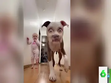 La divertida reacción de un perro al verse con un filtro de Instagram
