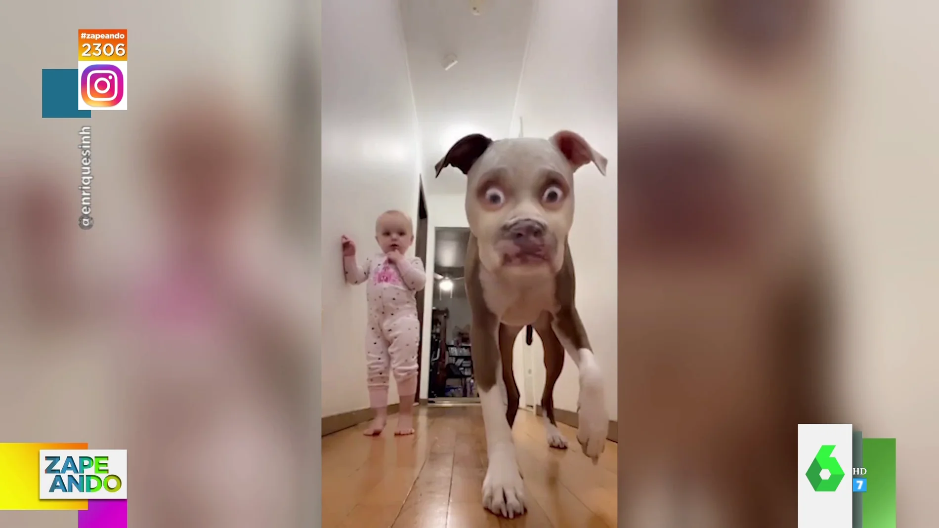 La divertida reacción de un perro al verse con un filtro de Instagram