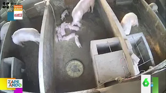 cerdo zapeando cerdo zapeando