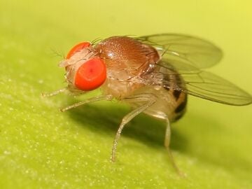 Drosophila, mosca de la fruta