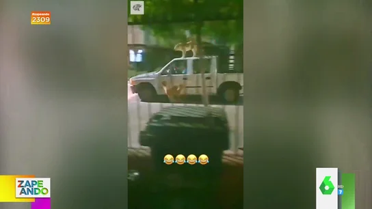 "El vídeo es oro": La surrealista escena que protagonizan dos perros encima de un coche "El vídeo es oro": La surrealista escena que protagonizan dos perros encima de un coche
