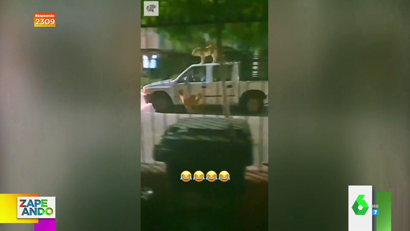"El v&iacute;deo es oro": La surrealista escena que protagonizan dos perros encima de un coche