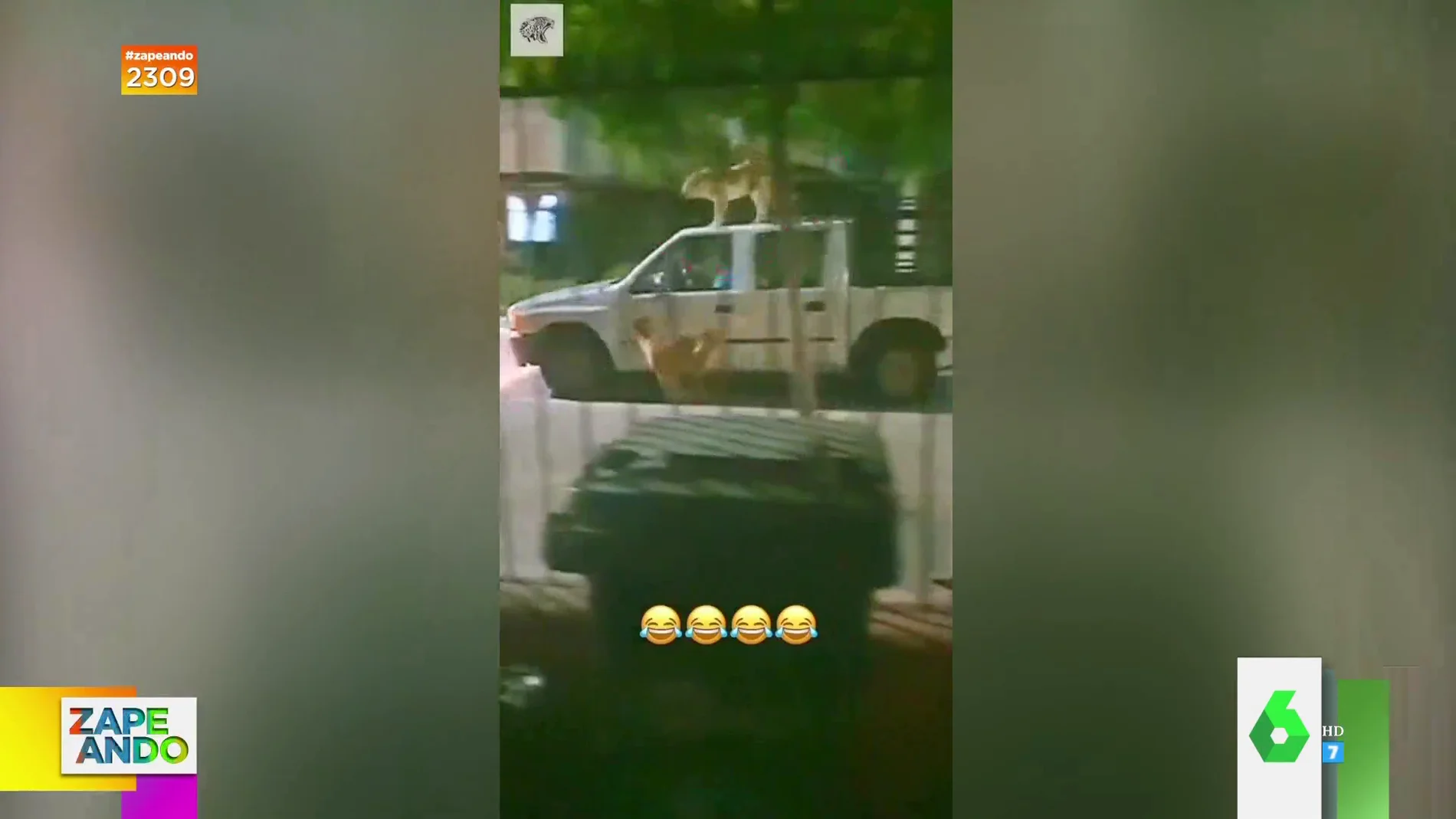 "El vídeo es oro": La surrealista escena que protagonizan dos perros encima de un coche