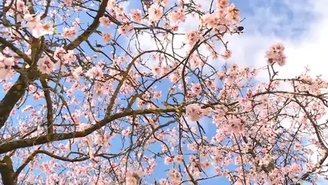 Miles de almendros tiñen de rosa el Parque Quinta de los Molinos, en Madrid Miles de almendros tiñen de rosa el Parque Quinta de los Molinos, en Madrid