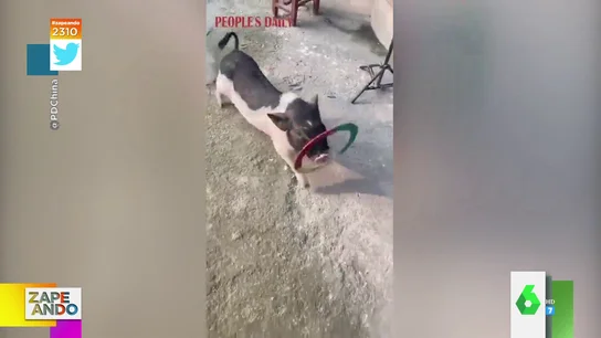 La sorprendente habilidad de un cerdo: así enseña a su dueño a bailar el Hula Hoop La sorprendente habilidad de un cerdo: así enseña a su dueño a bailar el Hula Hoop