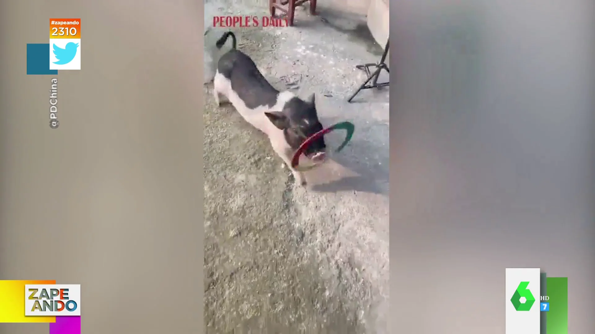 La sorprendente habilidad de un cerdo: así enseña a su dueño a bailar el Hula Hoop 