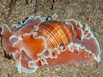 Caracol burbuja ondulado en el mar Caracol burbuja ondulado en el mar