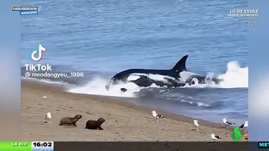 El impactante ataque de una orca a un león marino al llegar a la arena que deja alucinado a Alfonso Arús El impactante ataque de una orca a un león marino al llegar a la arena que deja alucinado a Alfonso Arús