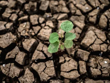 Planta en suelo seco Planta en suelo seco