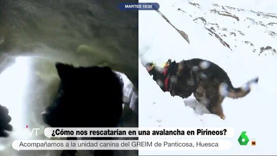 El rescate de los perros de la Guardia Civil a un reportero de Más Vale Tarde sepultado bajo la nieve El rescate de los perros de la Guardia Civil a un reportero de Más Vale Tarde sepultado bajo la nieve