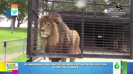 La inesperada reacción de un león con unos visitantes del zoo La inesperada reacción de un león con unos visitantes del zoo