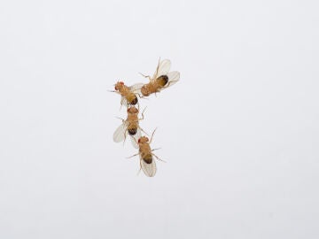 machos de moscas del vinagre