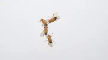 machos de moscas del vinagre