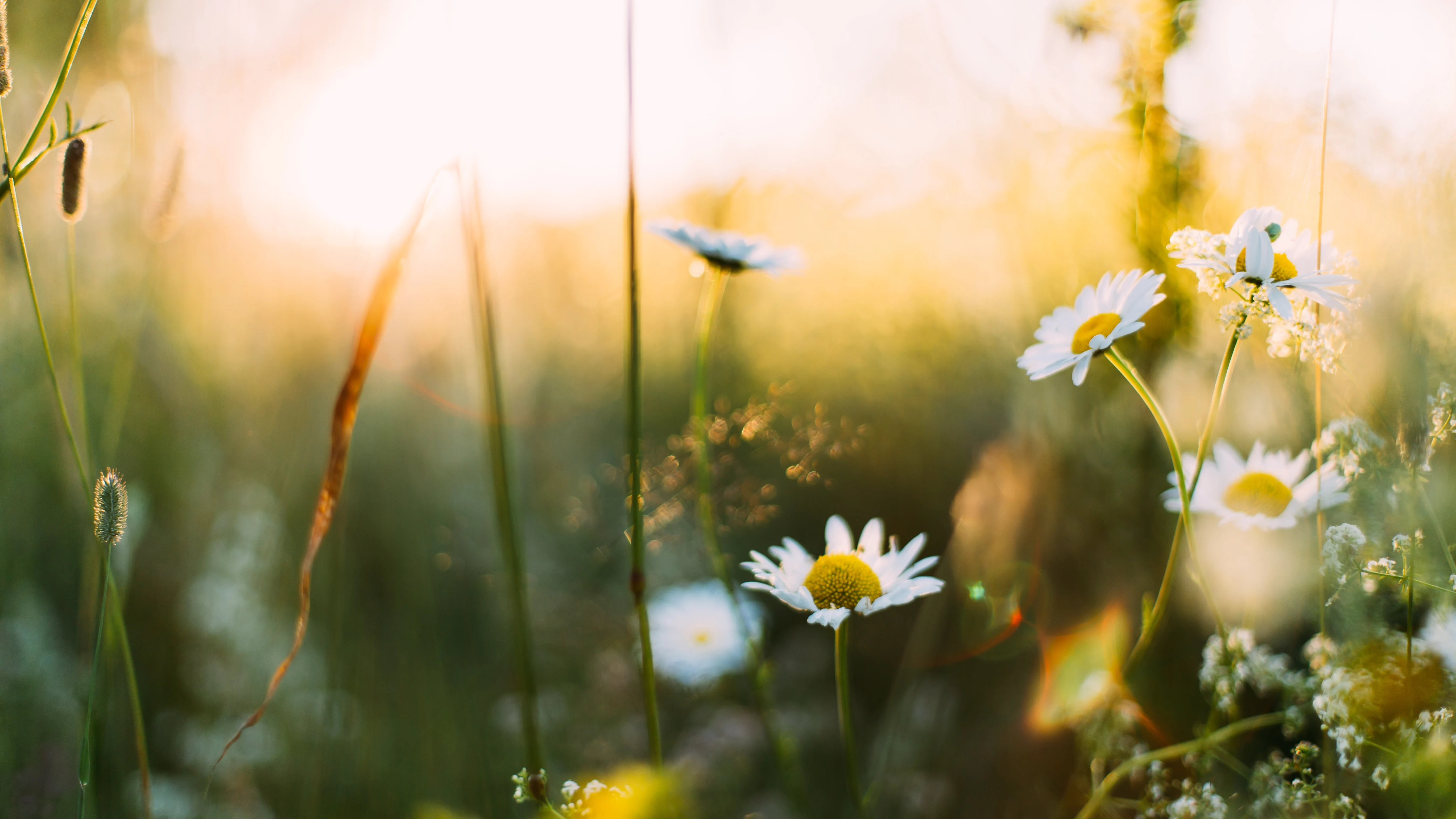 ¿Cuándo empieza la primavera en 2023 y despedimos al invierno?