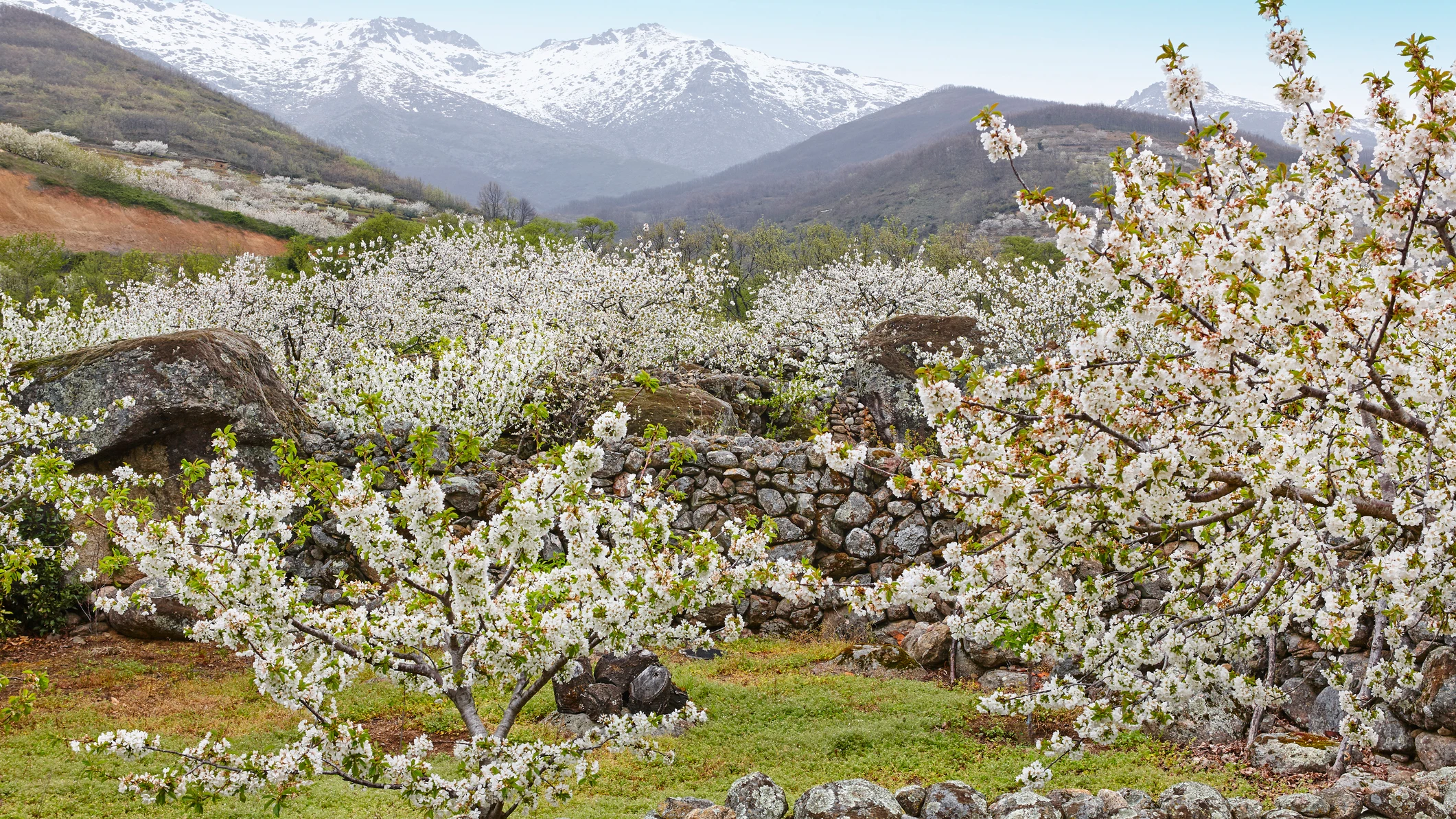 Valle del Jerte, en C&aacute;ceres
