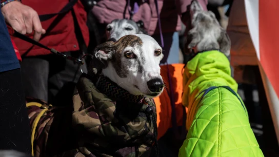 Fotografía de archivo de una manifestación convocada para pedir que todos los animales, incluidos los perros de caza, estén incluidos en la Ley de Protección Animal. Fotografía de archivo de una manifestación convocada para pedir que todos los animales, incluidos los perros de caza, estén incluidos en la Ley de Protección Animal.