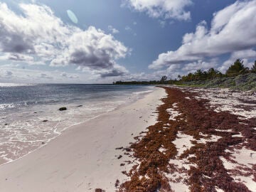 Alga sargaso en las playas del Caribe