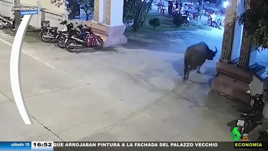 Un búfalo se cuela en un funeral como invitado sorpresa y desata el caos Un búfalo se cuela en un funeral como invitado sorpresa y desata el caos