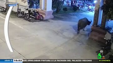 Un búfalo se cuela en un funeral como invitado sorpresa y desata el caos