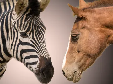 Cebra y caballo Cebra y caballo