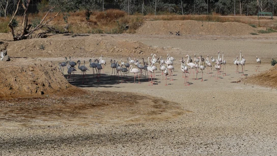 Un grupo de flamencos recorren una laguna completamente seca en La Cañada de los Pájaros, un humedal de La Puebla del Río (Sevilla) junto al Espacio Natural de Doñana, en una imagen de archivo. Un grupo de flamencos recorren una laguna completamente seca en La Cañada de los Pájaros, un humedal de La Puebla del Río (Sevilla) junto al Espacio Natural de Doñana, en una imagen de archivo.