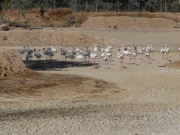 Un grupo de flamencos recorren una laguna completamente seca en La Cañada de los Pájaros, un humedal de La Puebla del Río (Sevilla) junto al Espacio Natural de Doñana, en una imagen de archivo.