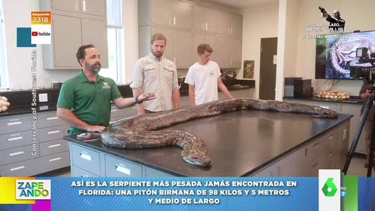 98 kilos y 5 metros de largo: esta es la serpiente más grande que han encontrado en Florida 98 kilos y 5 metros de largo: esta es la serpiente más grande que han encontrado en Florida