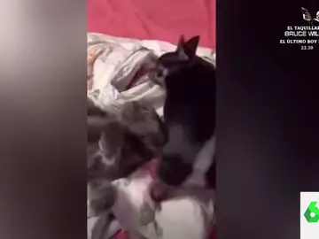 La reacción viral de este gato cuando el perro se tira un pedo  
