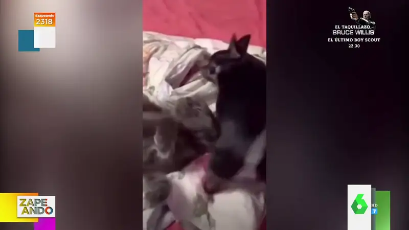 La reacción viral de este gato cuando el perro se tira un pedo  