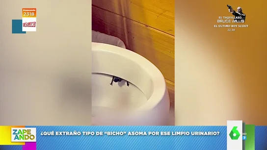 La extraña aparición de un 'bicho' por un retrete: "¿Qué diablos hace ahí?" La extraña aparición de un 'bicho' por un retrete: "¿Qué diablos hace ahí?"