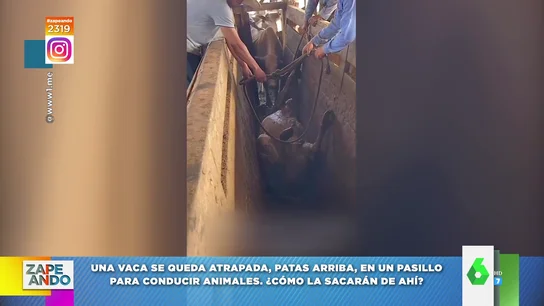La extraña postura en la que se queda atrapada una vaca en un pasillo para conducir animales La extraña postura en la que se queda atrapada una vaca en un pasillo para conducir animales