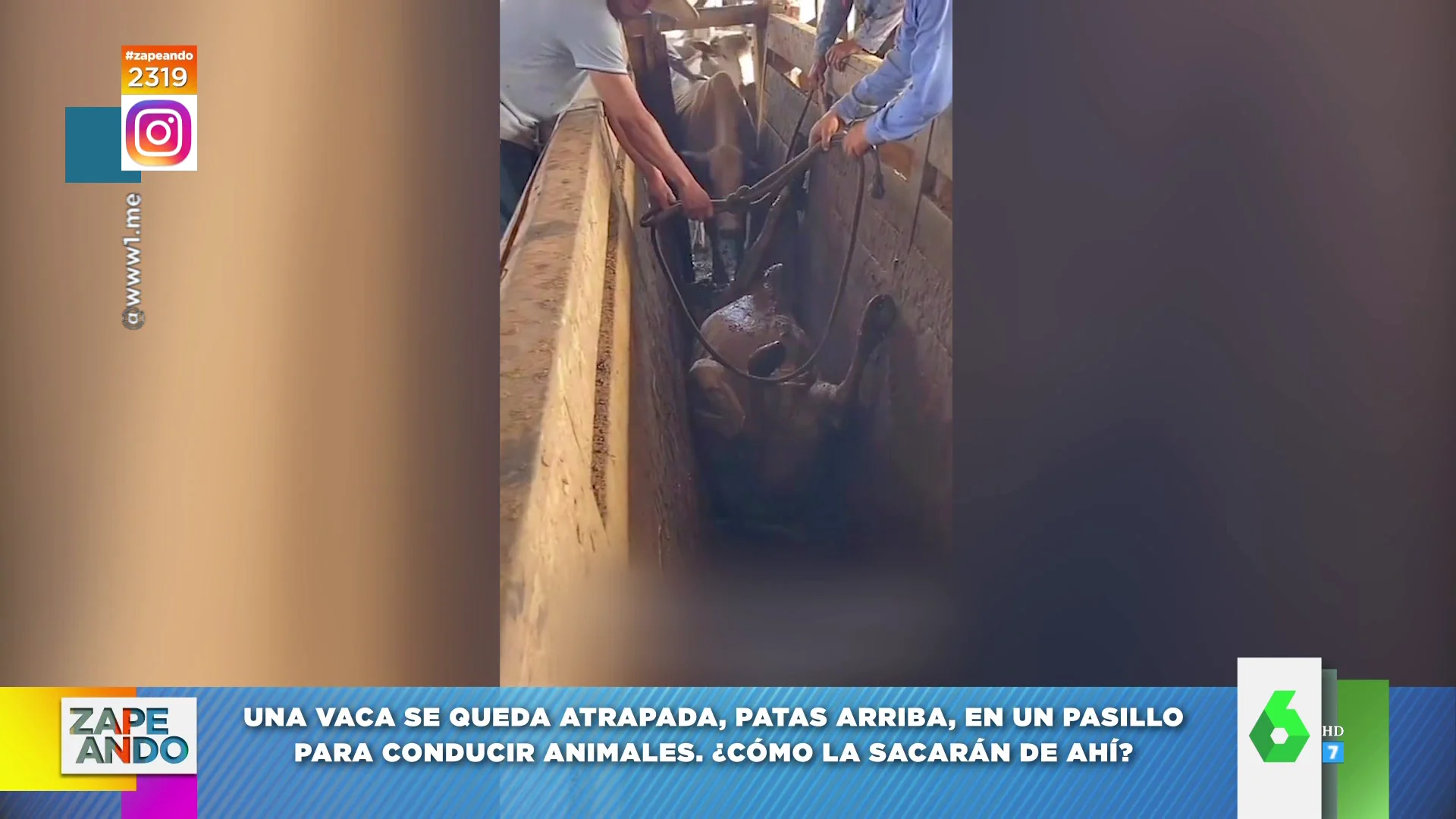 La extraña postura en la que se queda atrapada una vaca en un pasillo para conducir animales